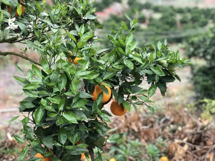 伦晚脐橙树