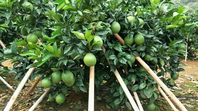 纽荷尔脐橙果树